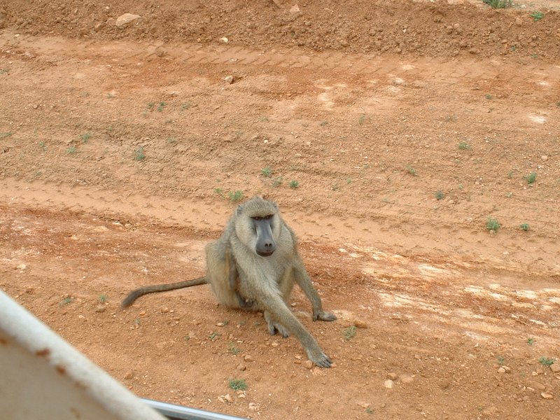 gal/Honeymoon/Tsavo East/DSCF0059.JPG
